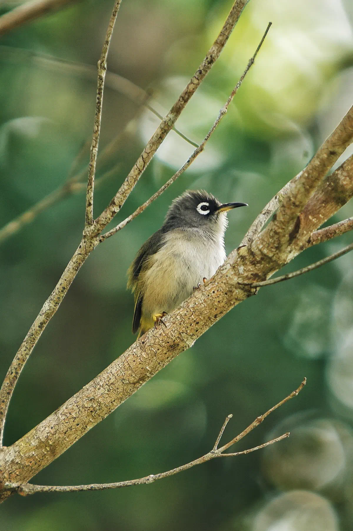 Endemic Birds, frame 07