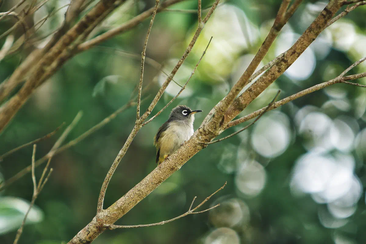 Endemic Birds, frame 05
