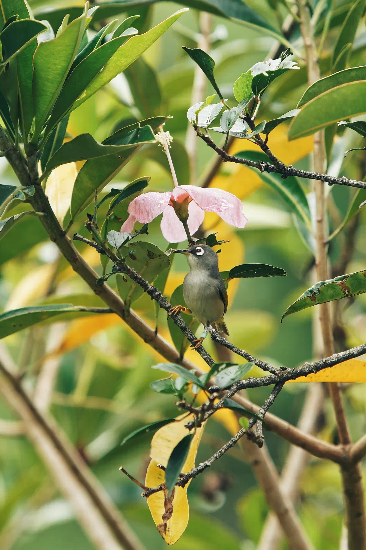 Endemic Birds, frame 03