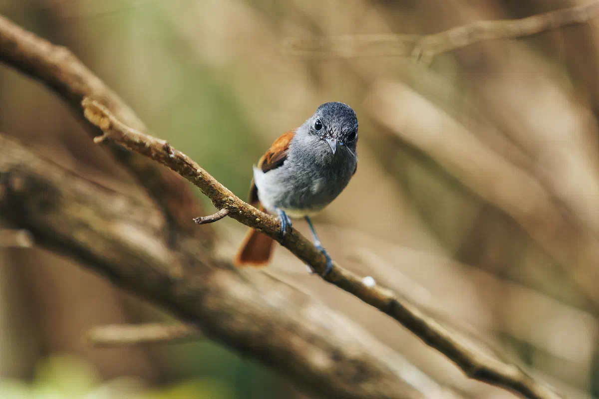 Endemic Birds, frame 04