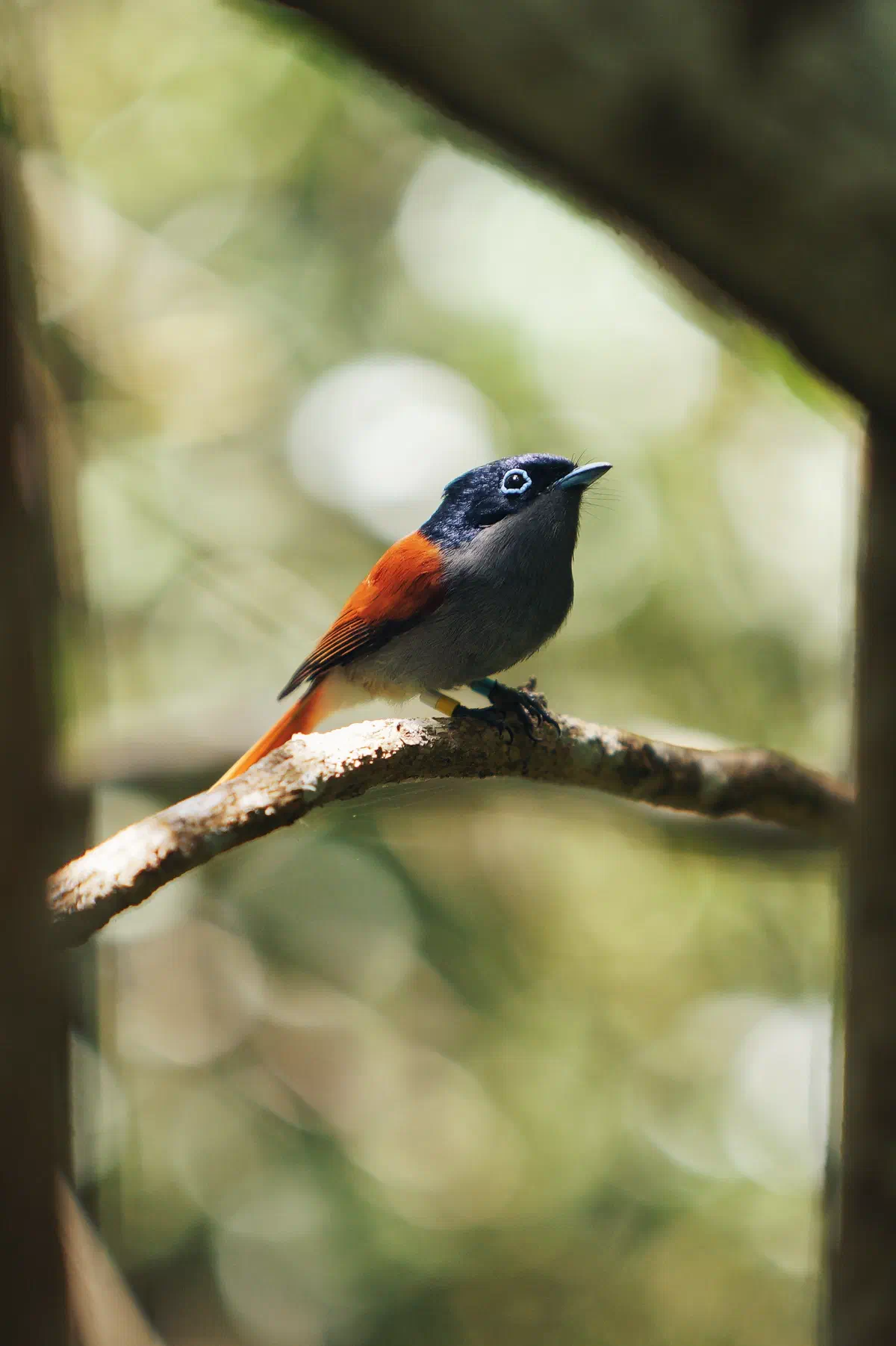 Endemic Birds, frame 02