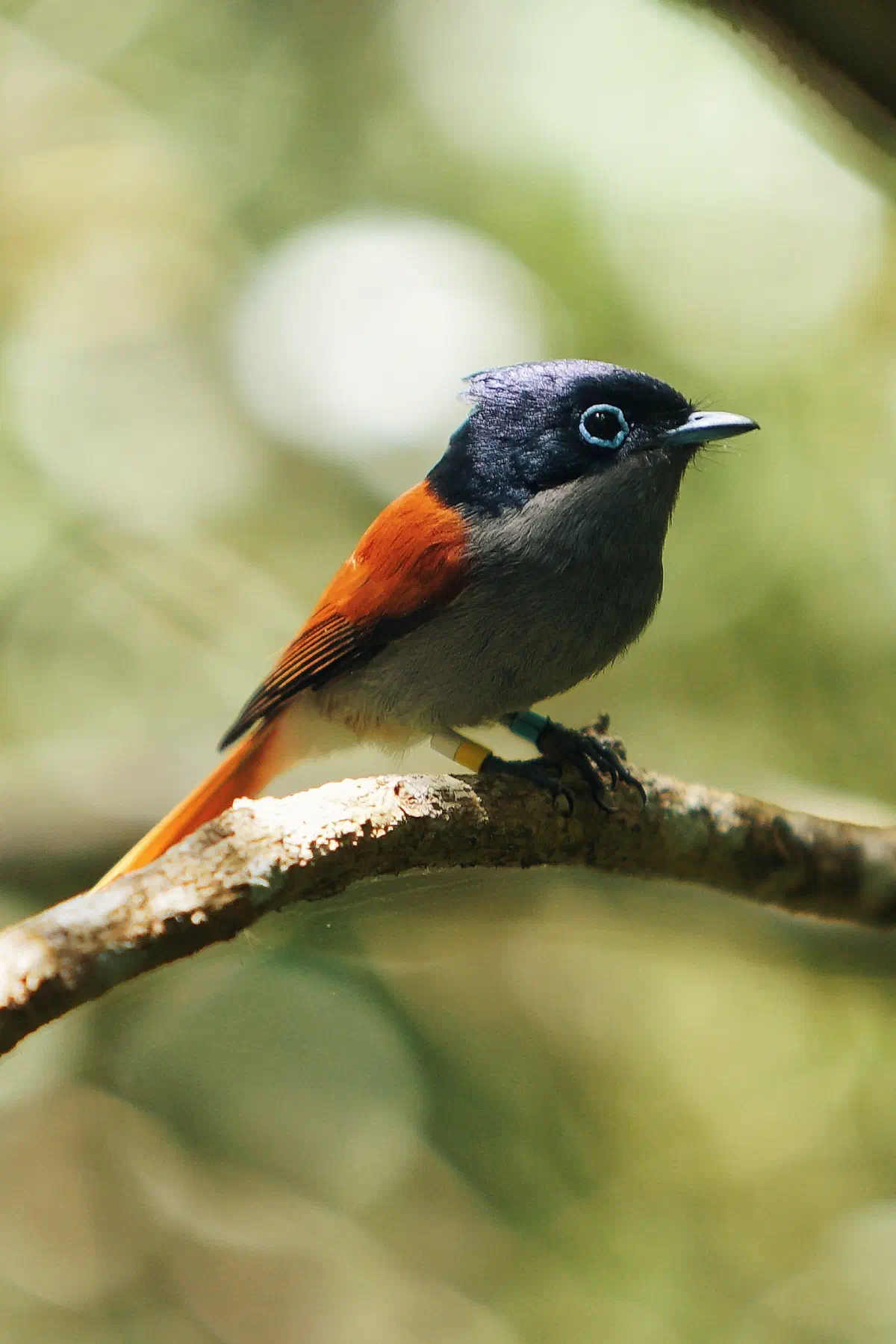Endemic Birds, frame 06